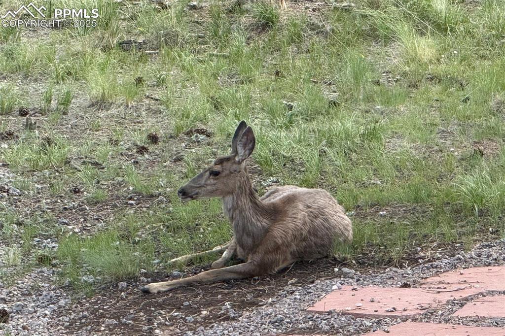 Image 37 of 37: Wildlife