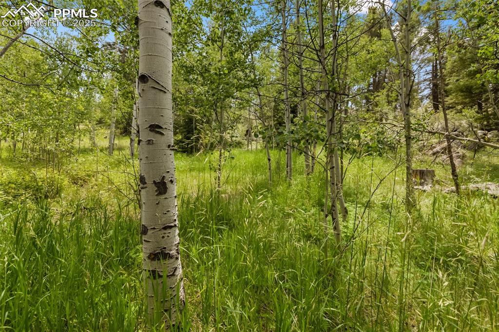 Image 34 of 36: View of local wilderness