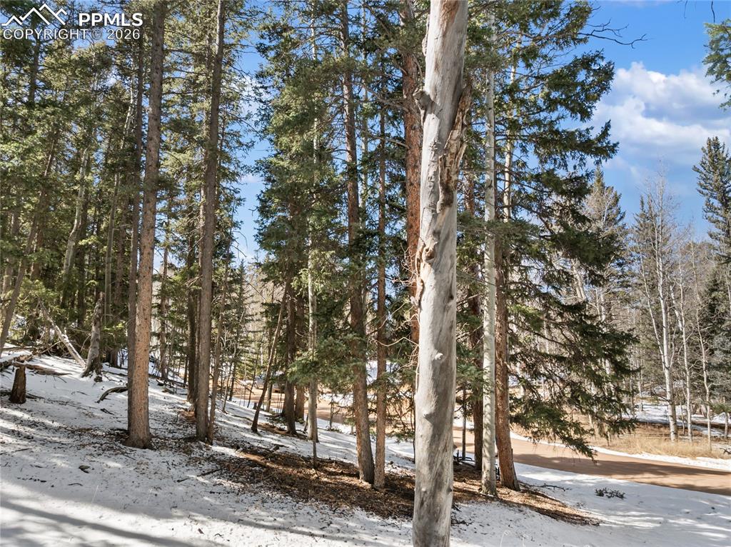 Image 13 of 19: Woods