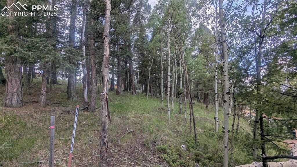 Image 7 of 12: View of tree filled area