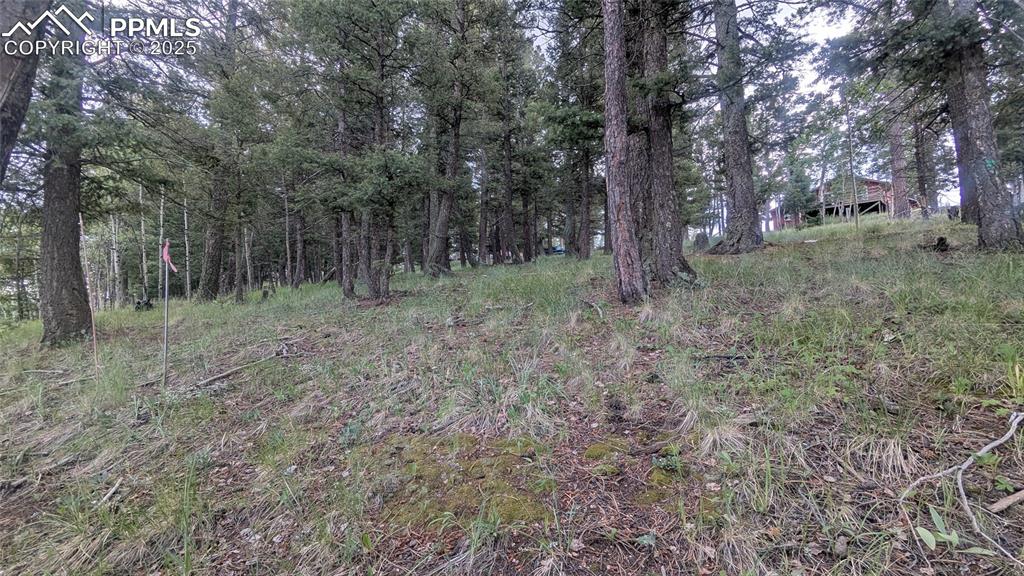 Image 8 of 12: View of local wilderness