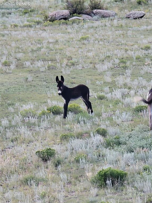 Image 36 of 43: This property offers an expansive outdoor area with varied vegetation, incl