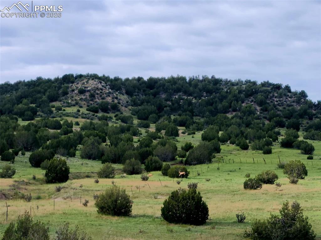 Image 39 of 47: No Description Available