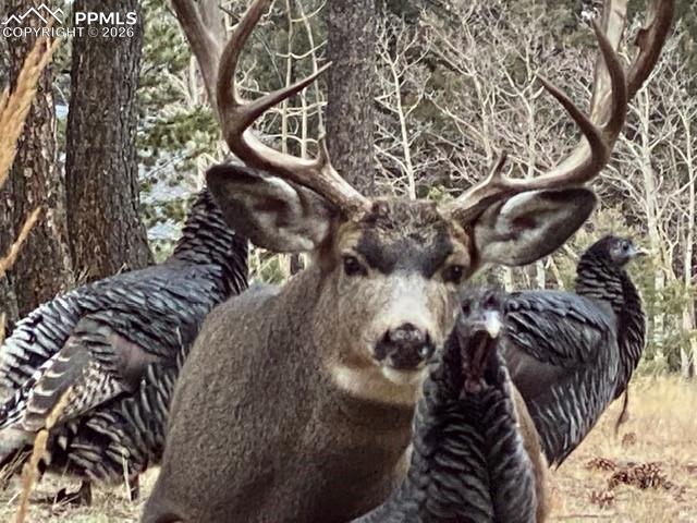 Image 37 of 40: Buck & Turkey