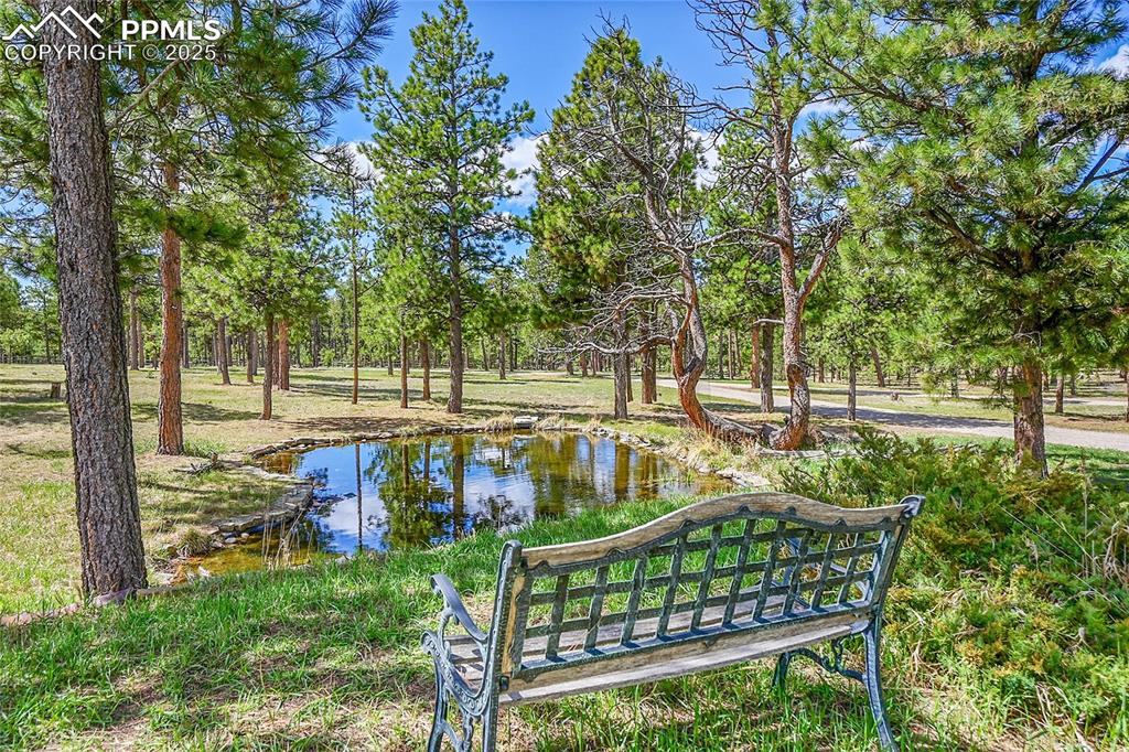 Image 40 of 50: view of pond and pine trees