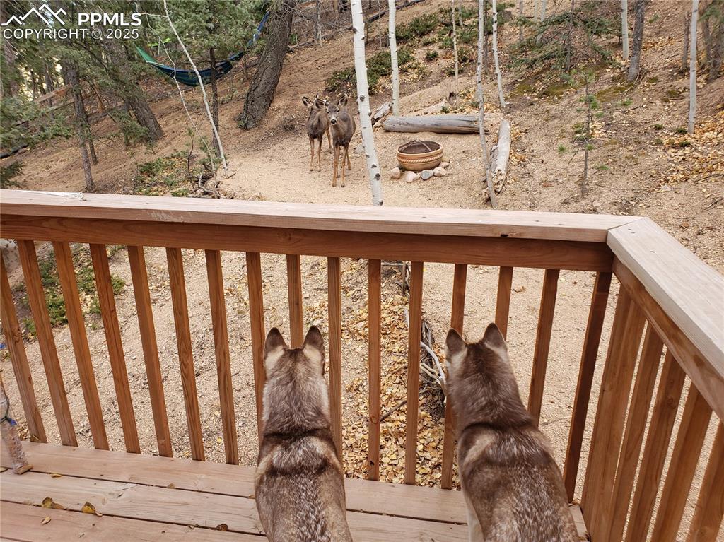 Image 10 of 37: View wildlife...