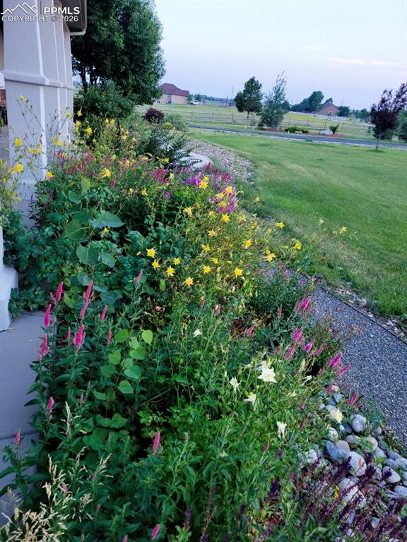 Image 3 of 32: LOTS OF PERENNIALS