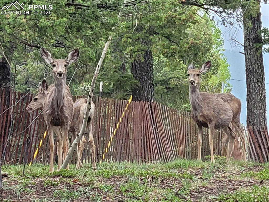 Image 48 of 48: Fence