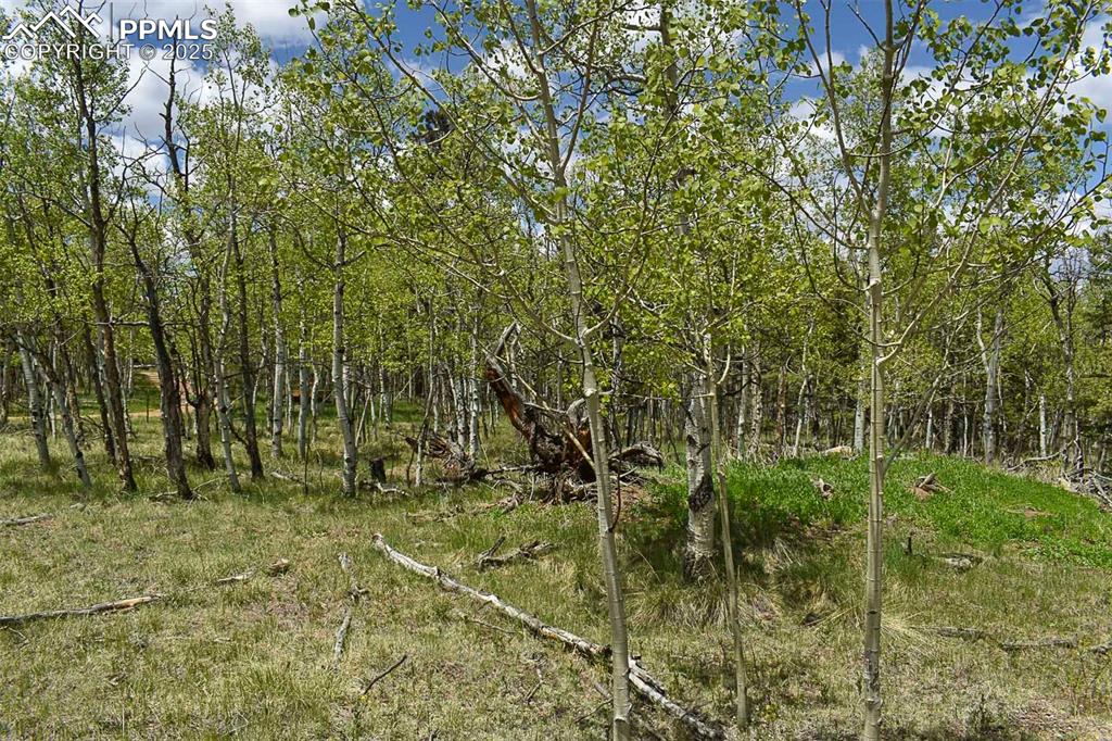 Image 8 of 25: Other