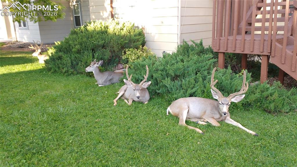 Image 34 of 34: Yard