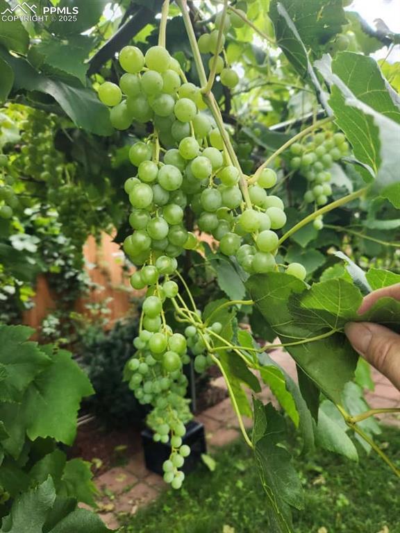 Image 21 of 26: GrapeVine Trellis!