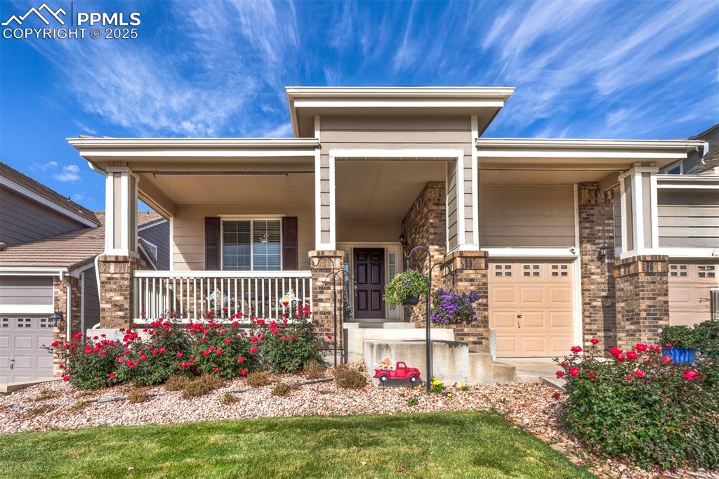 Image 3 of 38: Beautiful rose bushes