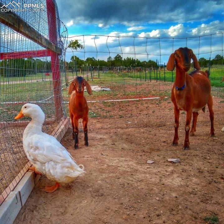 Image 44 of 49: Hobby farm possibilities