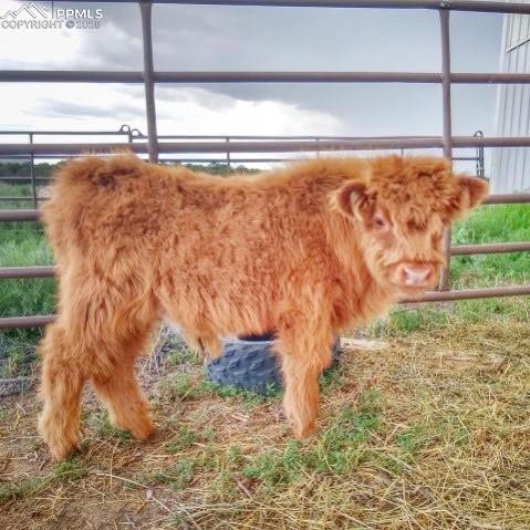 Image 47 of 49: Hobby farm possibilities