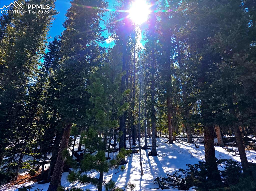 Image 38 of 40: Tall pines and aspens abound on this surreal natural beauty