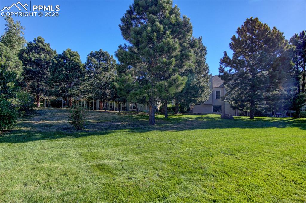 Image 41 of 43: Look at all the beautiful ponderosa pines