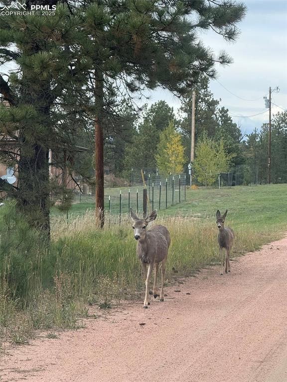 Image 43 of 45: Yard