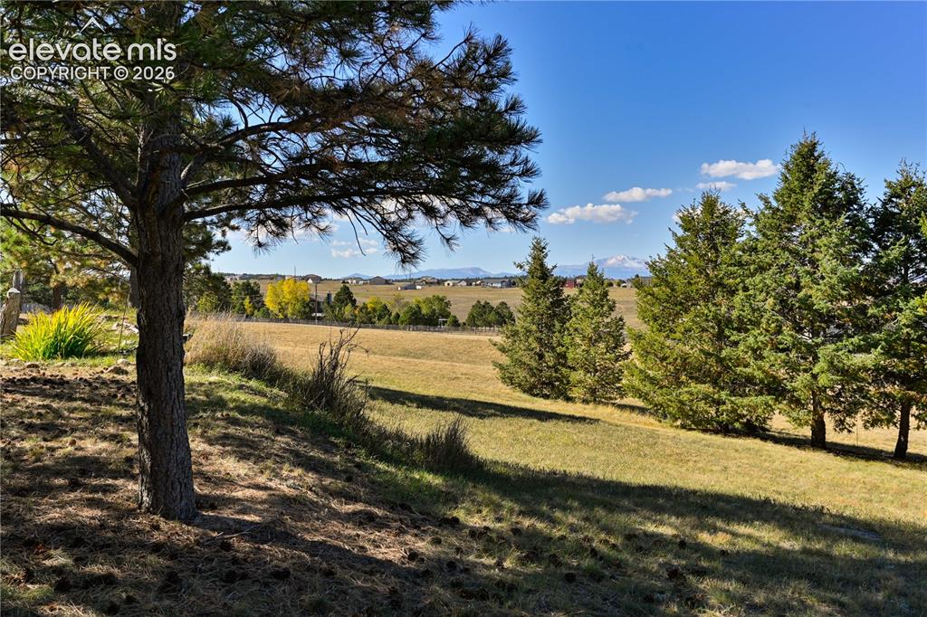 Image 40 of 40: Grassed slope with mature pine trees and distant mountain range