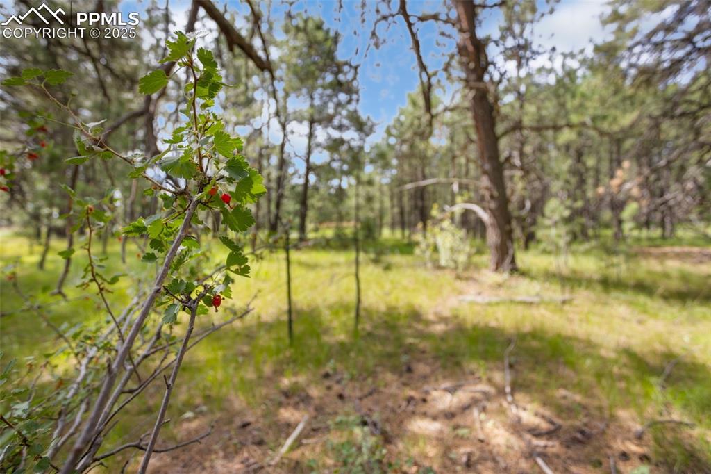Image 13 of 14: Yard