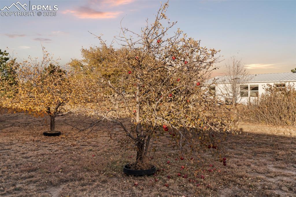 Image 26 of 32: Yard