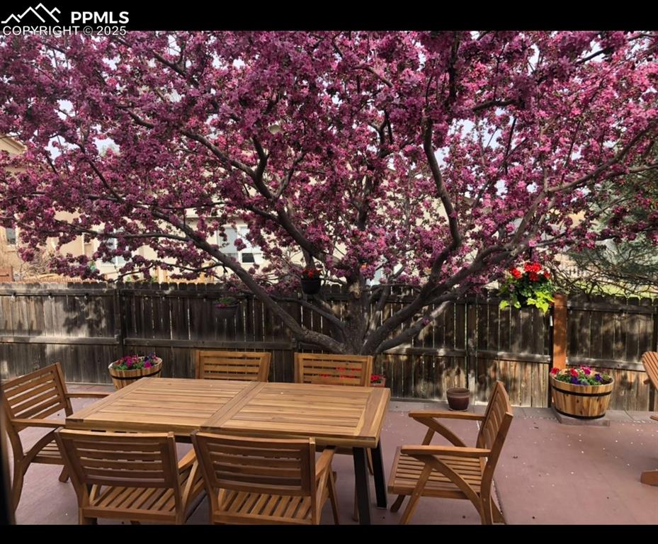 Image 45 of 45: View of shade tree in bloom