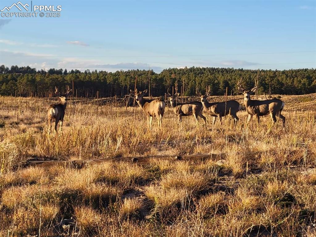 Image 15 of 22: Lots of wildlife