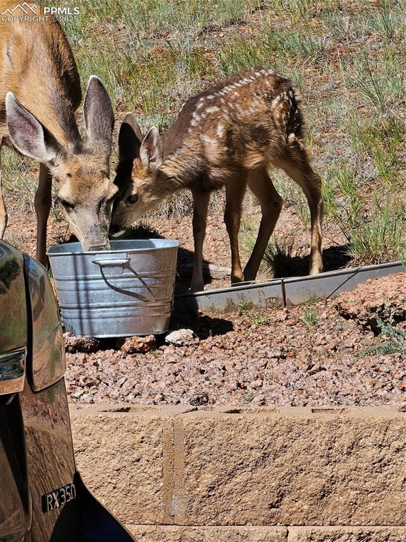 Image 40 of 41: Doe and fawn enjoying a drink