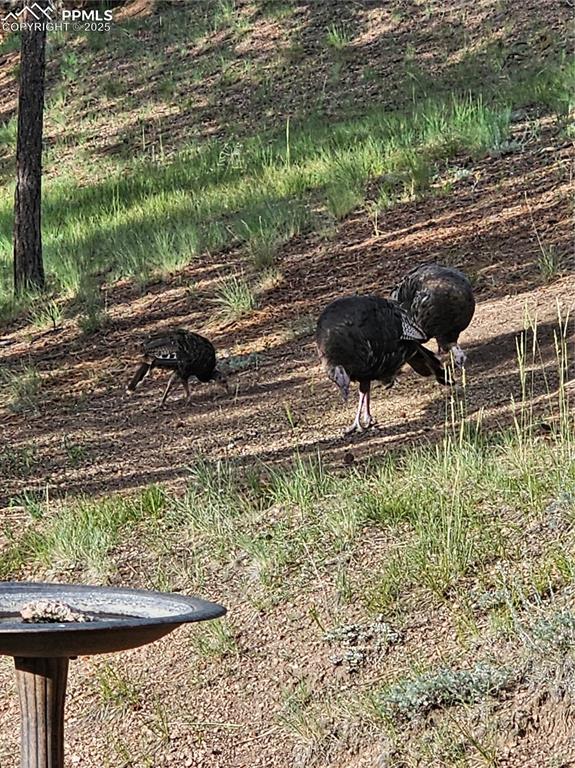Image 41 of 41: Turkeys eating some birdfood