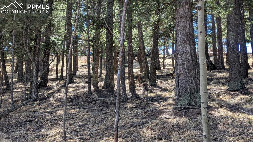 Image 2 of 5: Natural vegetation, mature trees