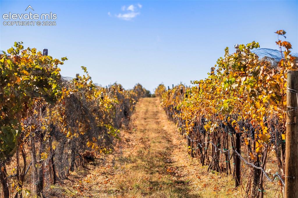 Image 10 of 30: Working Vineyard