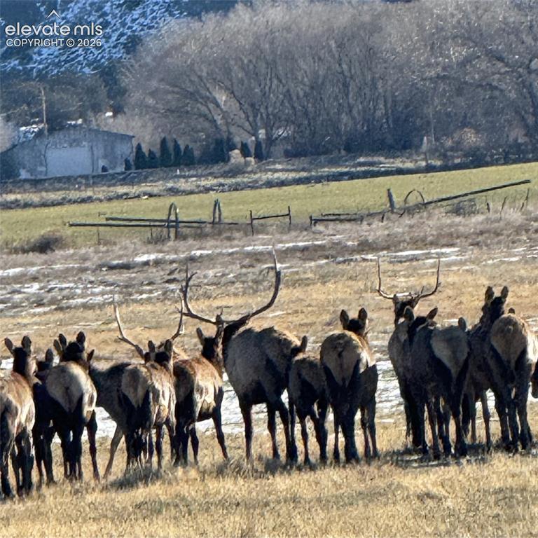 Image 15 of 30: Elk Herds
