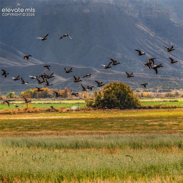 Image 3 of 30: Lots of Waterfowl