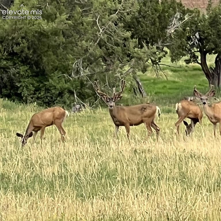 Image 7 of 30: Mule Deer