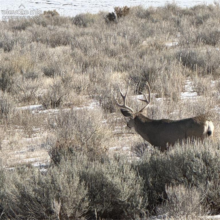 Image 9 of 30: Mule Deer