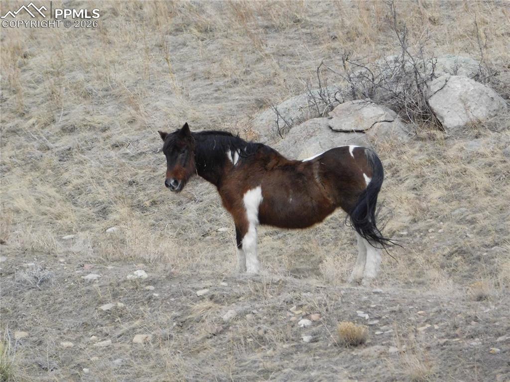 Image 49 of 50: No Description Available