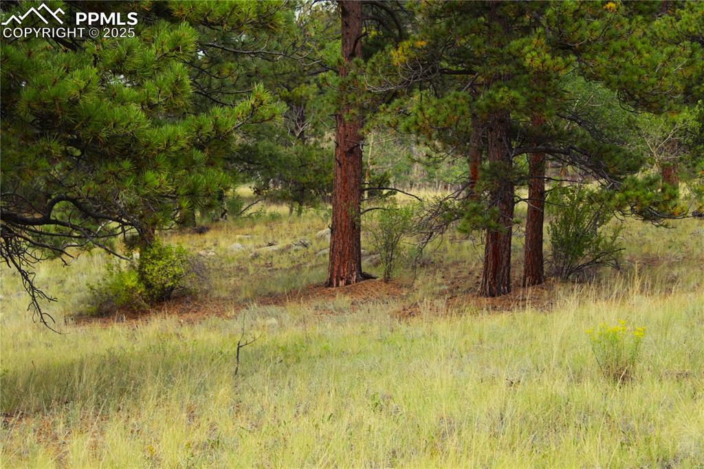 Image 5 of 13: View of undeveloped land
