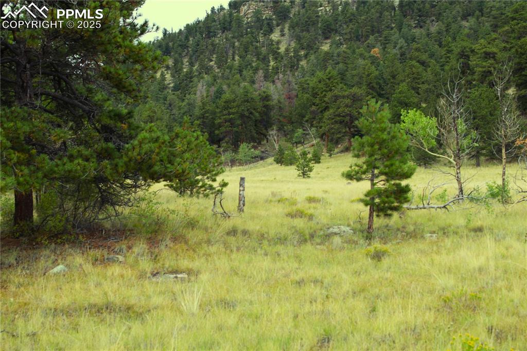 Image 7 of 13: View of local wilderness