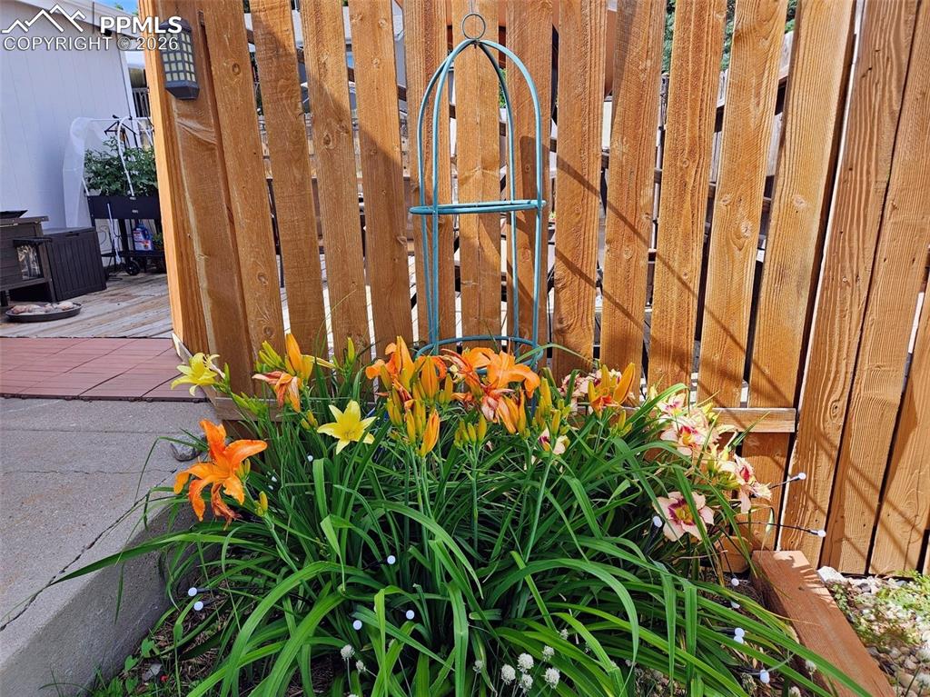 Image 29 of 31: Beautiful perennials that bloom every year