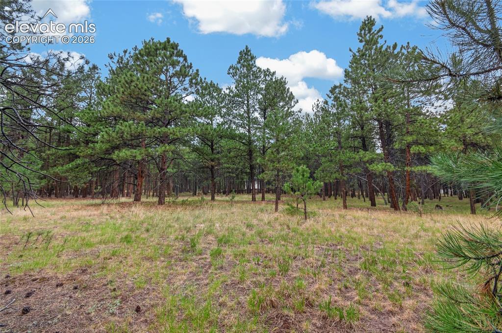 Image 11 of 46: Expansive wooded lot featuring mature pine trees and natural ground cover