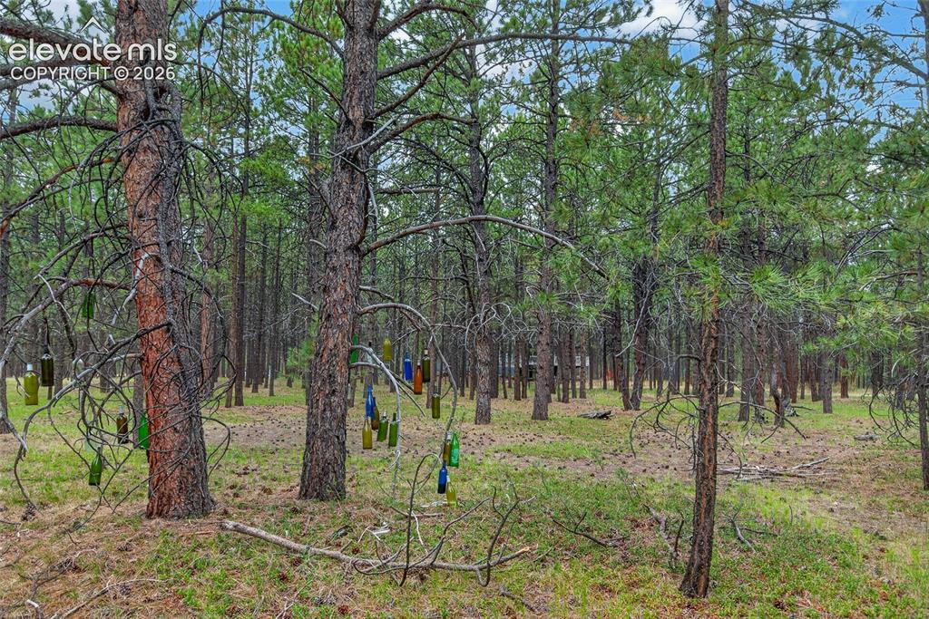 Image 12 of 46: Wooded acreage featuring mature pine trees and natural ground cover