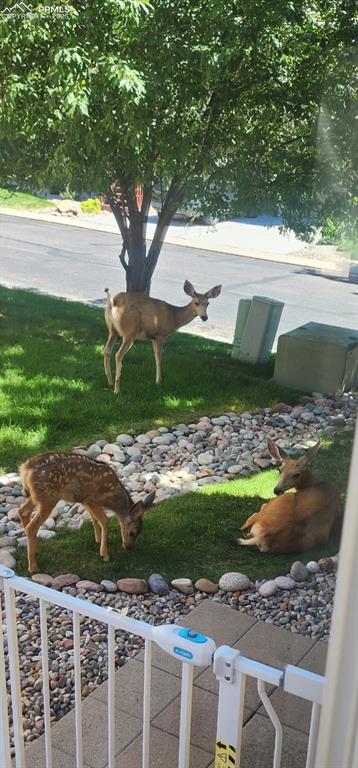 Image 22 of 22: Friendly neighbors stopping by