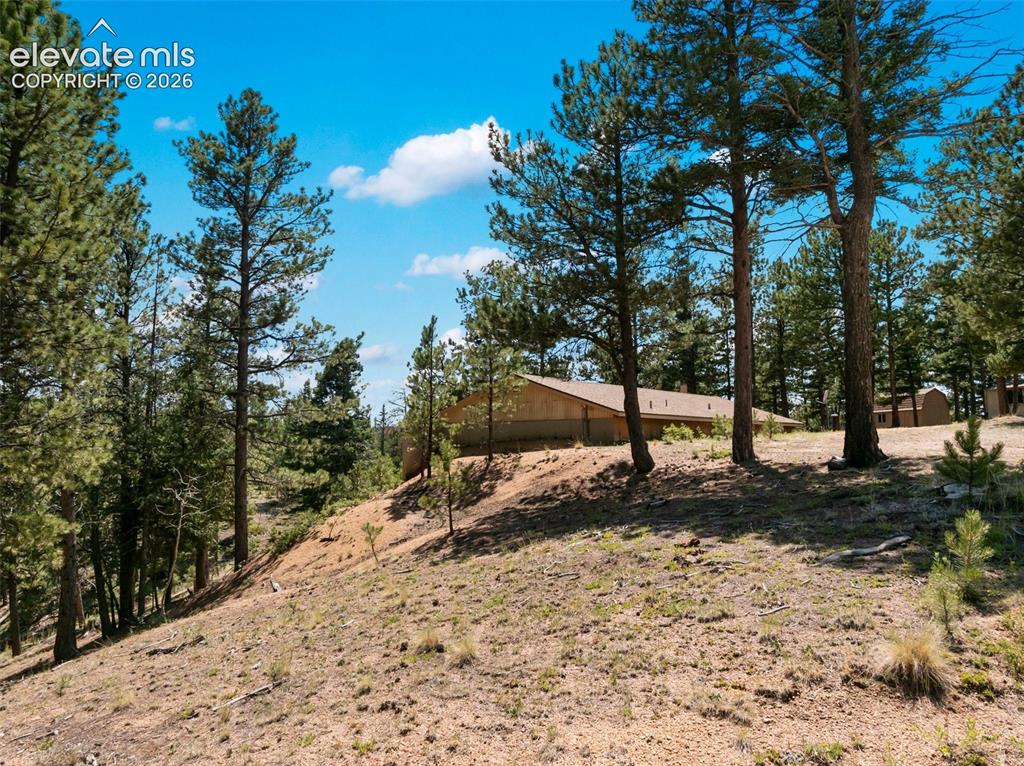 Image 30 of 46: Sloping terrain with natural ground cover and numerous mature pine trees