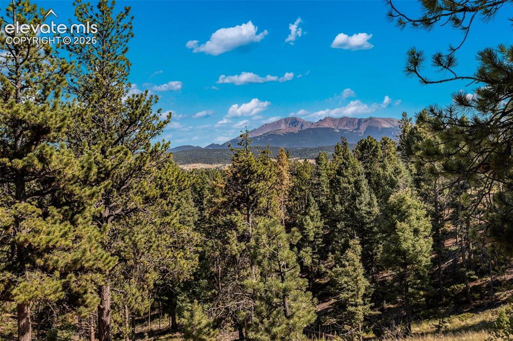 Image 38 of 46: Expansive forested landscape featuring mature pine trees