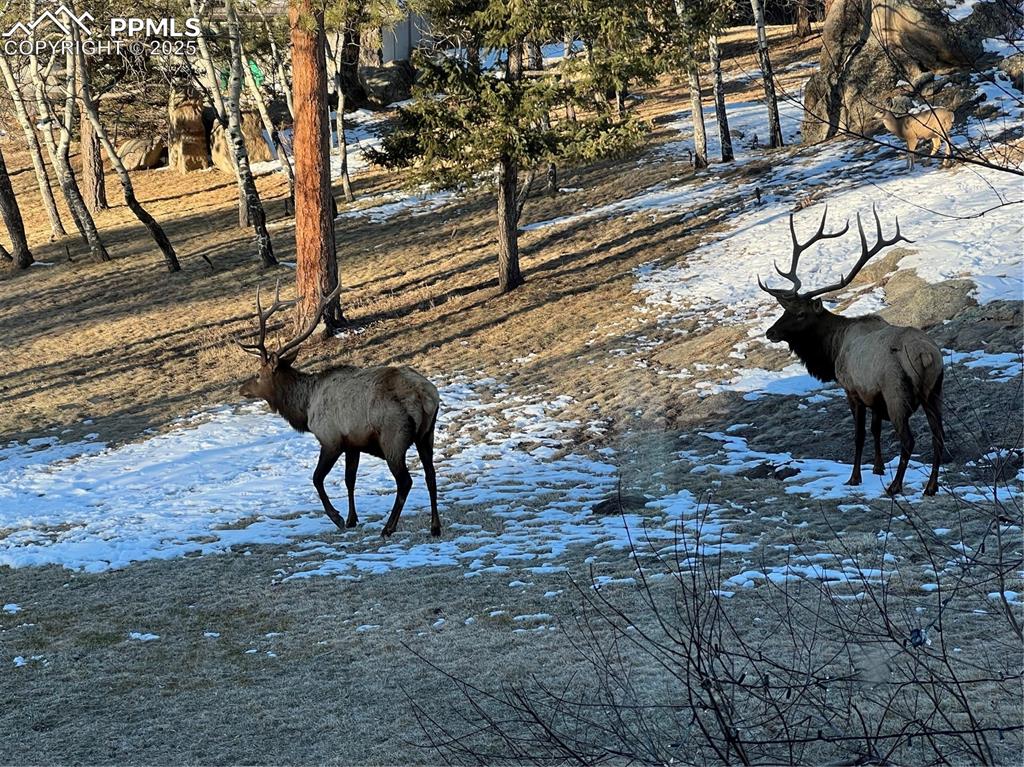 Image 37 of 38: Seller Photos of all the wildlife which frequent the property	