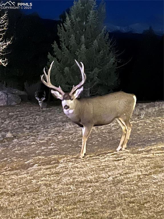 Image 38 of 38: Seller Photos of all the wildlife which frequent the property	