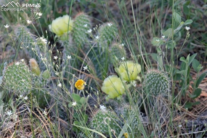 Image 5 of 9: View of landscape
