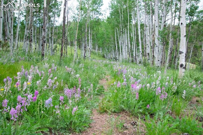 Image 27 of 32: View of nature