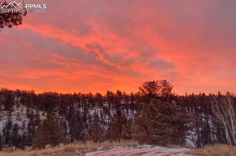 Image 32 of 32: Snowy landscape featuring a forest view