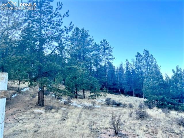Caption: View of local wilderness