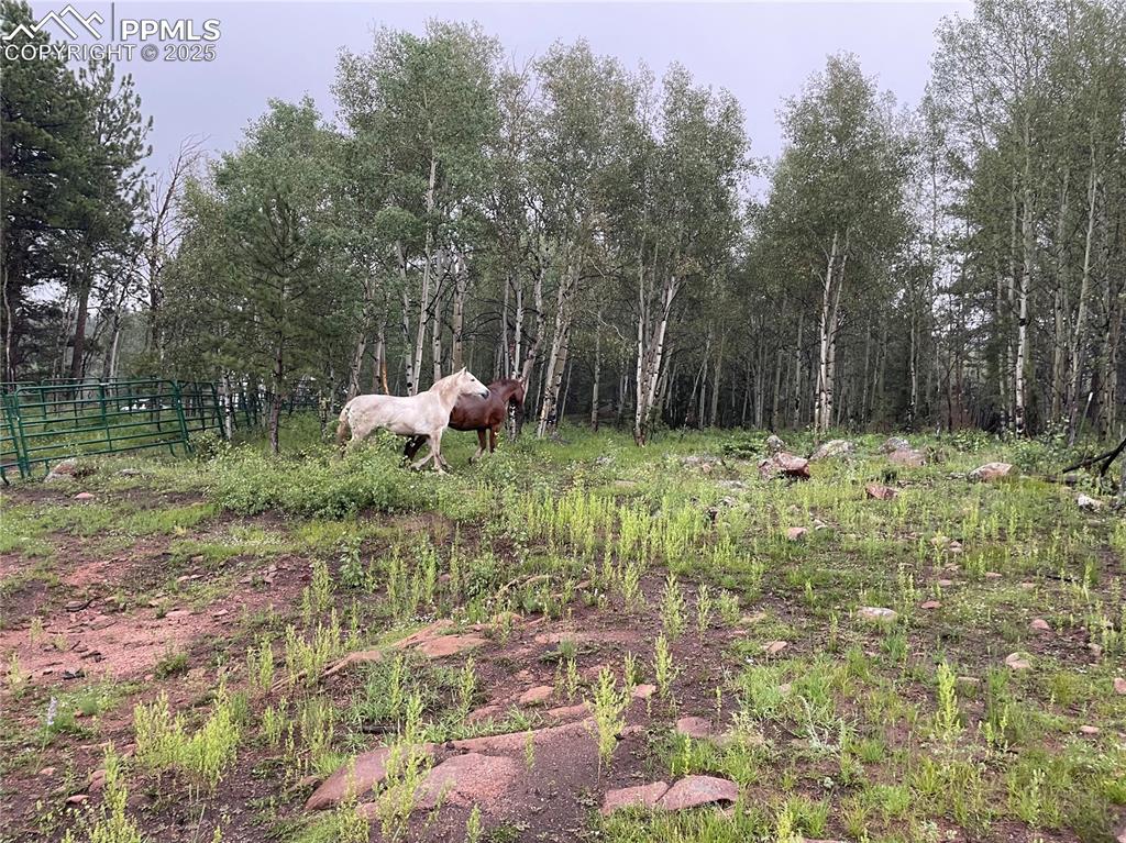 Image 19 of 34: Perfect horse Territory.